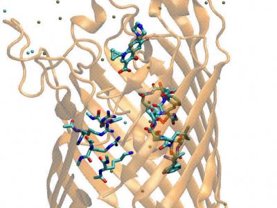 BROMOCEA Ciprofloxacin Movie